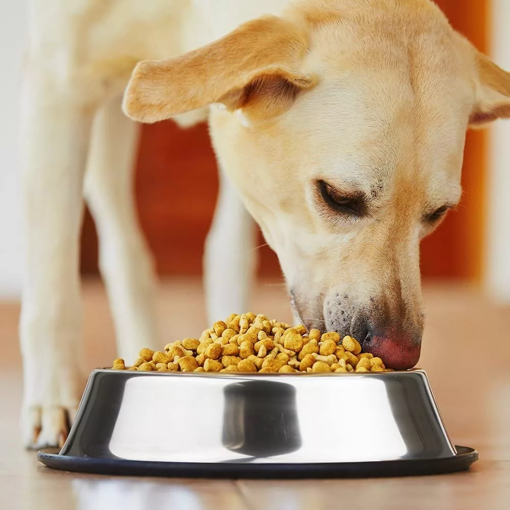 Gamelle antidérapante en acier inoxydable pour chien