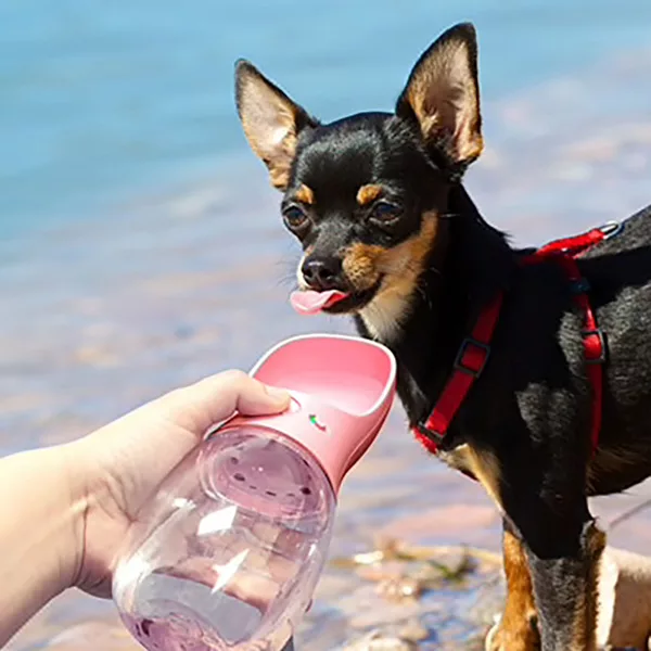 Bouteille d'eau portable pour chien