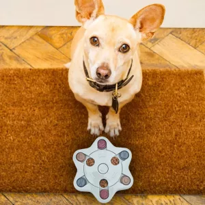 Jouet Puzzle Interactif pour Chien