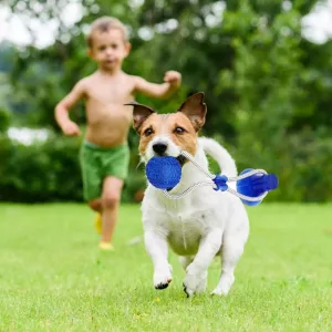 Jouet pour chien interactif avec ventouse