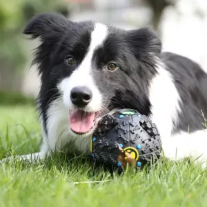 Jouet Puzzle pour Chien