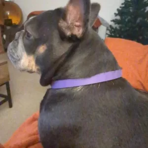 Reçu 3pcs Collier apaisant à phéromones pour chien du client C****e