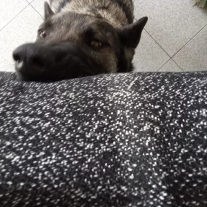 Manchon de formation pour morsure de chien reçu du client A****a