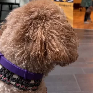 Reçu 3 colliers de phéromones apaisantes pour chien de la part du client E****a