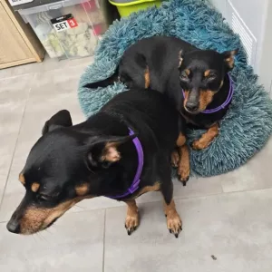 Reçu 3pcs Collier de phéromones apaisantes pour chiens de la part du client D***l