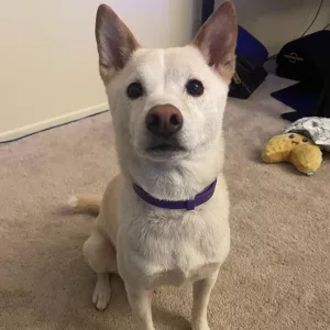 Reçu 3pcs Collier de Pheromone Apaisante pour Chien du client P***p