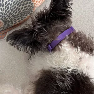 Reçu 3pcs Collier Apaisant pour Chien à Phéromones du client N****y