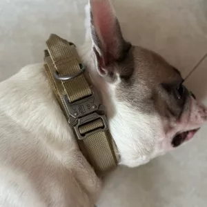Collier de dressage tactique reçu avec boucle en métal du client T****e.