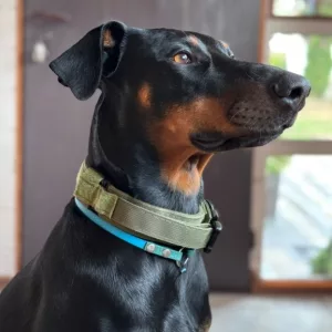 Collier de dressage tactique reçu avec boucle en métal du client D****e.