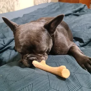 Reçu Bâton à Mâcher en Bois en Forme de Ramure de client B***n.