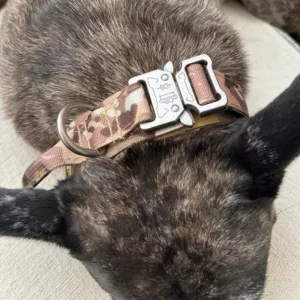 Collier de dressage tactique reçu avec boucle en métal du client S***n.