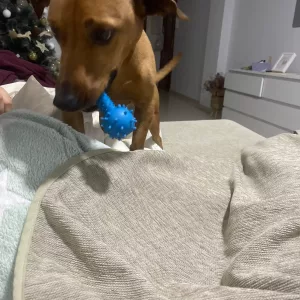 Jouet à mâcher pour chien en caoutchouc qui couine en forme d'haltère reçu du client M****n.