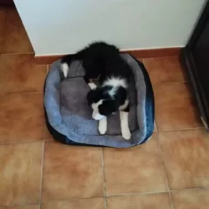 Lit pour chien lavable en peluche reçu du client B*****l.