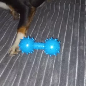 Jouet à mâcher pour chien en caoutchouc qui couine en forme d'haltère reçu du client T****m.