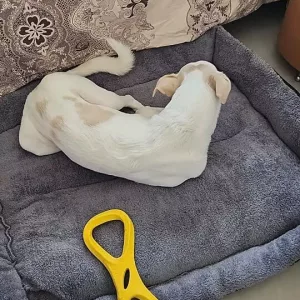 Lit pour chien lavable en peluche reçu du client N***o.