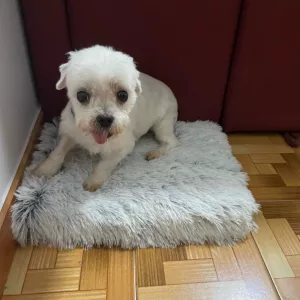 Lit pour chien en peluche super doux reçu du client U****p.