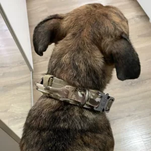 Collier de dressage tactique reçu avec boucle métallique du client H****h.