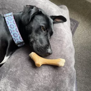 Reçu Bâton à Mâcher en Bois de Cerf pour chien du client S***y.
