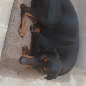 Lit pour chien en peluche courte reçu avec une housse amovible de la part du client G*****h.