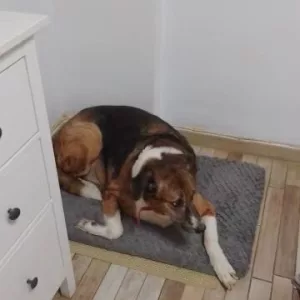 Reçu le lit pour chien en peluche courte avec housse amovible de la part du client K****l.
