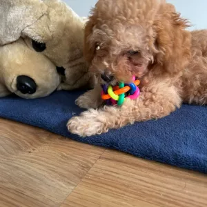 Balle à mâcher colorée pour chien avec clochette reçue du client M*****n.