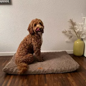 Lit pour chien en peluche courte reçu avec housse amovible du client L*****n.