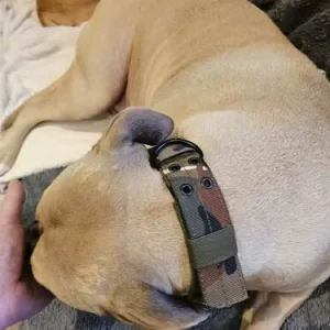 Collier tactique pour chien ajustable reçu du client S*****n.