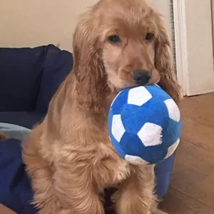 Balle de football pour chien qui couine, jouet doux reçu du client M*****l.