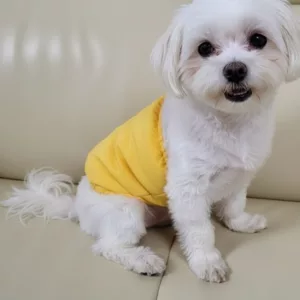 dog diapers, dog belly band, reusable dog diapers, washable dog diapers, dog wrap